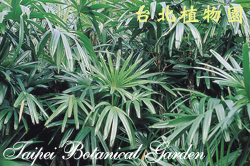觀音棕竹，葉子的圖片