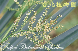 短莖薩巴爾櫚，花序的圖片