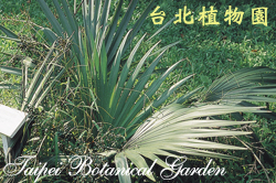 短莖薩巴爾櫚，全株的圖片