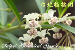 唐棉，花朵的圖片