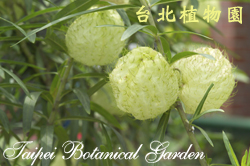 唐棉，果實的圖片