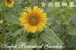 向日葵，花朵的圖片。