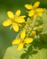 小白菜，花朵特寫的圖片