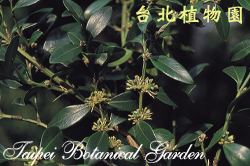 黃楊，花朵與葉的圖片