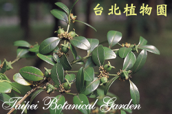 黃楊，花朵與葉的圖片