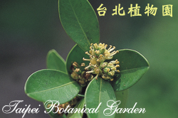 黃楊，花朵與葉的圖片