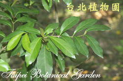 著生珊瑚樹，葉子的圖片