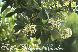 珊瑚樹，花朵的圖片