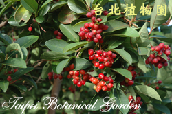 珊瑚樹，果實的圖片