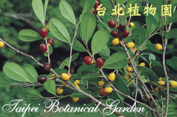 象牙樹，果實的圖片