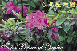 紫紅杜鵑，花朵與葉圖片