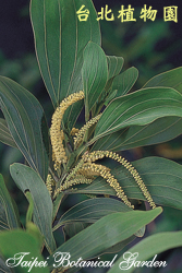 直幹相思樹，花朵與葉的圖片