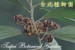 直幹相思樹，果實的圖片