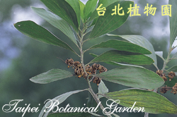 直幹相思樹，果實與葉的圖片