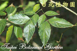 光葉合歡，葉子的圖片