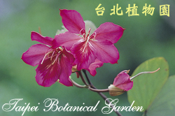 豔紫荊，花朵與葉的圖片