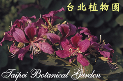 豔紫荊，花朵的圖片