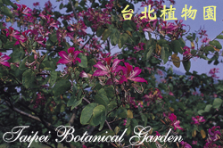 豔紫荊，花朵與葉的圖片