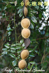 厚殼鴨腱藤，果實的圖片