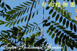 鐵刀木，葉子的圖片