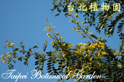 鐵刀木，花朵與葉的圖片