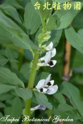 蠶豆，花朵與葉的圖片