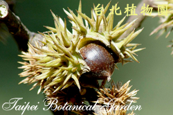 火燒柯，果實的圖片