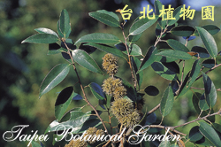 火燒柯，果實與葉的圖片