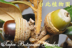 嶺南青剛櫟，果實的圖片