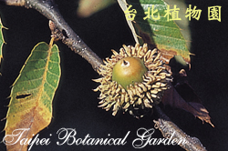 栓皮櫟，果實的圖片