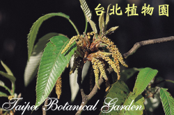 栓皮櫟，花朵的圖片