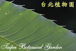栓皮櫟，葉子的圖片