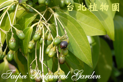 蘭嶼肉桂，果實的圖片