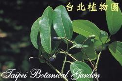 錫蘭肉桂，果實與葉的圖片