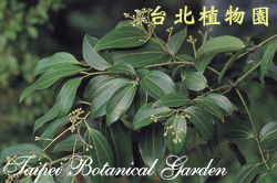 錫蘭肉桂，葉的圖片