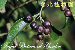厚殼桂，果實的圖片