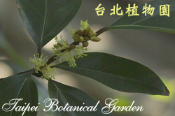 蘭嶼新木薑子，花朵與葉的圖片