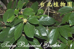 蘭嶼新木薑子，花朵與葉的圖片
