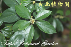 蘭嶼新木薑子，花朵與葉的圖片