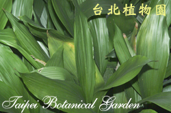 臺灣蜘蛛抱蛋，葉子的圖片