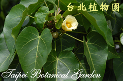 繖楊，花朵與葉子的圖片