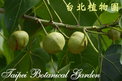 繖楊，果實與葉子的圖片