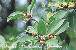 榕，果實的圖片