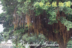 榕，氣根的圖片