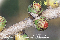 菩提樹，果實的圖片