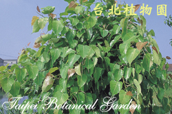 菩提樹，樹的圖片
