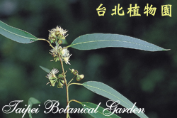 檸檬桉，花朵的圖片
