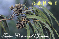 檸檬桉，果實的圖片