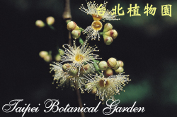 肯氏蒲桃，花朵的圖片