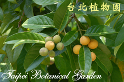 厚葉李欖，果實與葉的圖片